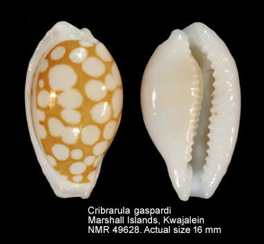 Cribrarula gaspardi.jpg - Cribrarula gaspardiBiraghi & Nicolay,1993